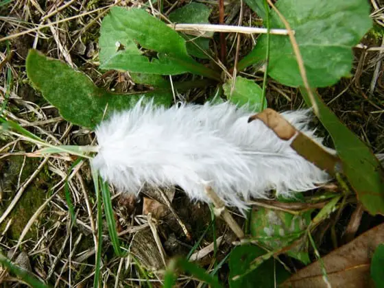 Les plumes de poulet pourraient être utilisées pour fabriquer un plastique écologique.