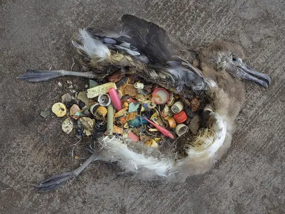 Quand le plastique tue la population des Albatros…