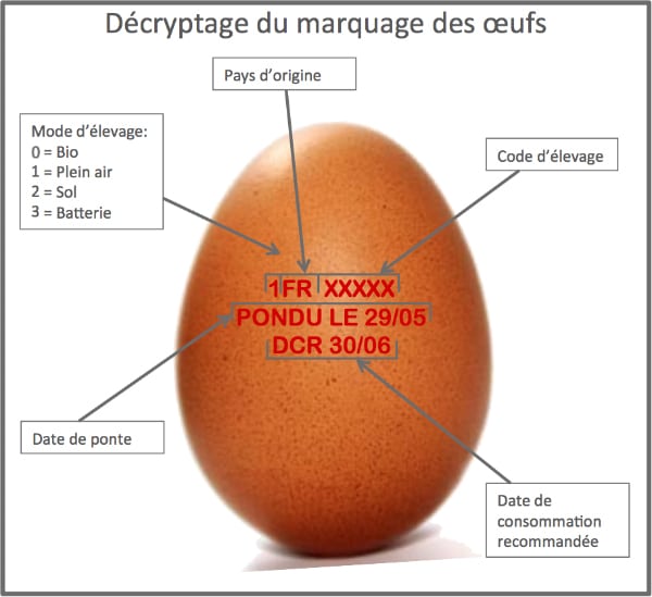 Décrypter la coquille