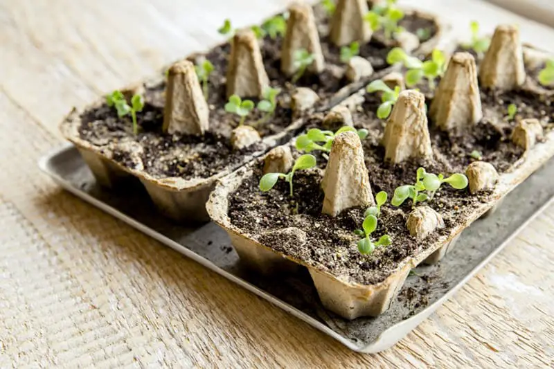 Boîte à œufs réutilisable pour le semis - jardin.